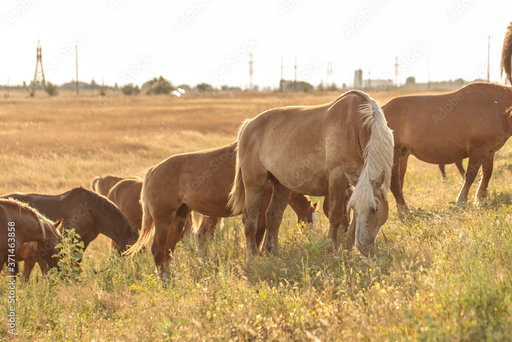 horses graze on a field in the steppe