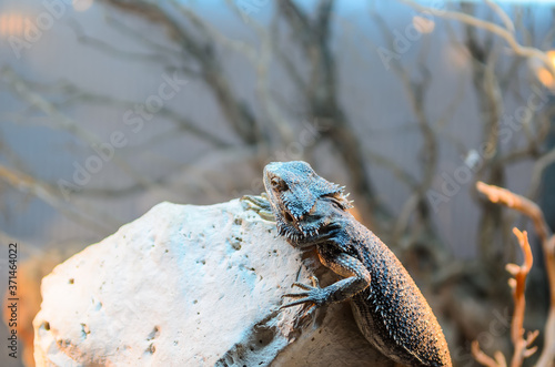 The horned lizard sitting on a stone. The Phrynosomatidae are a diverse family of lizards photo