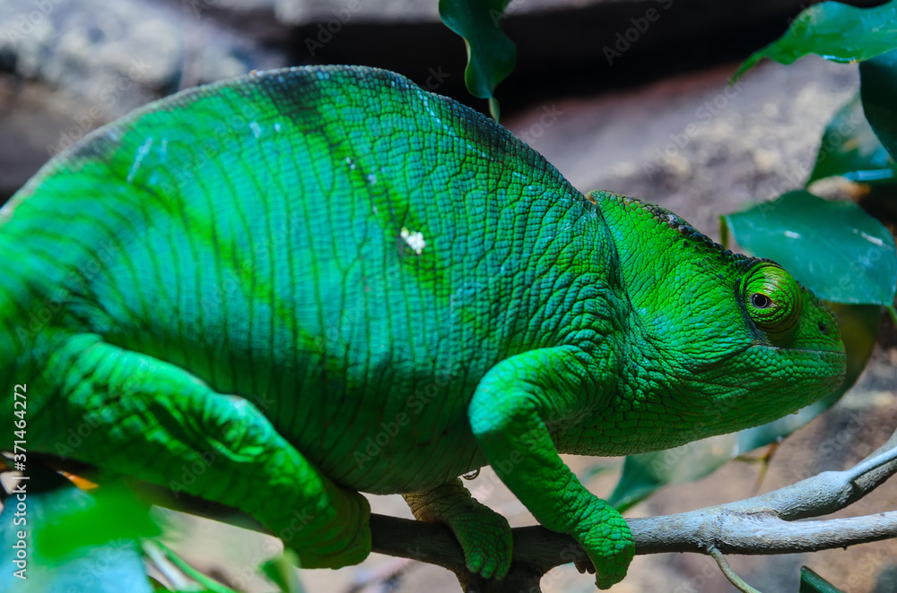 Fototapeta premium Chameleon camouflaging in green foliage. Colour change in chameleons has functions in camouflage, but most commonly in social signaling and in reactions to temperature and other conditions.