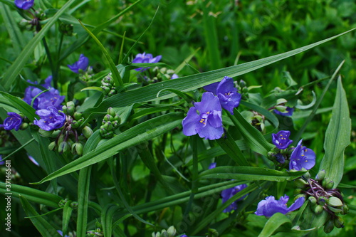 blue purple flower of Tradescantia virginiana plant.Tradescantia close up shot in the forest. photo