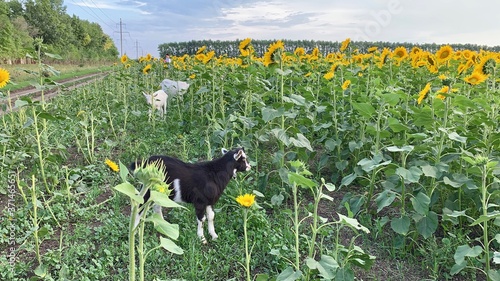   ute goat with small horns eats sunflowers