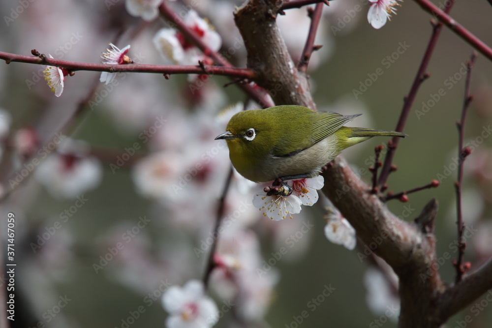 梅と野鳥