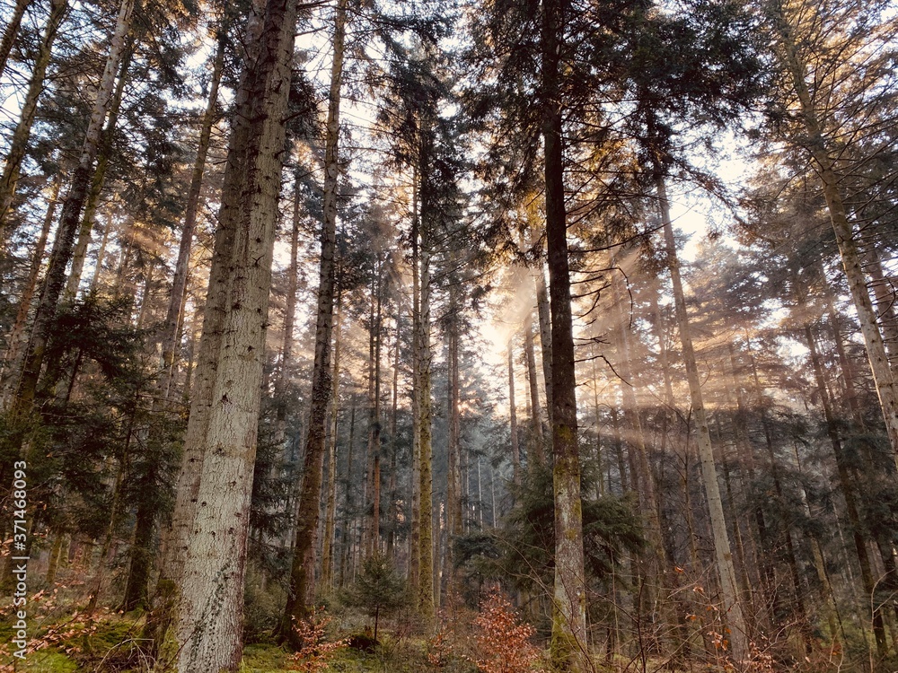 forest in autumn forest in autumn