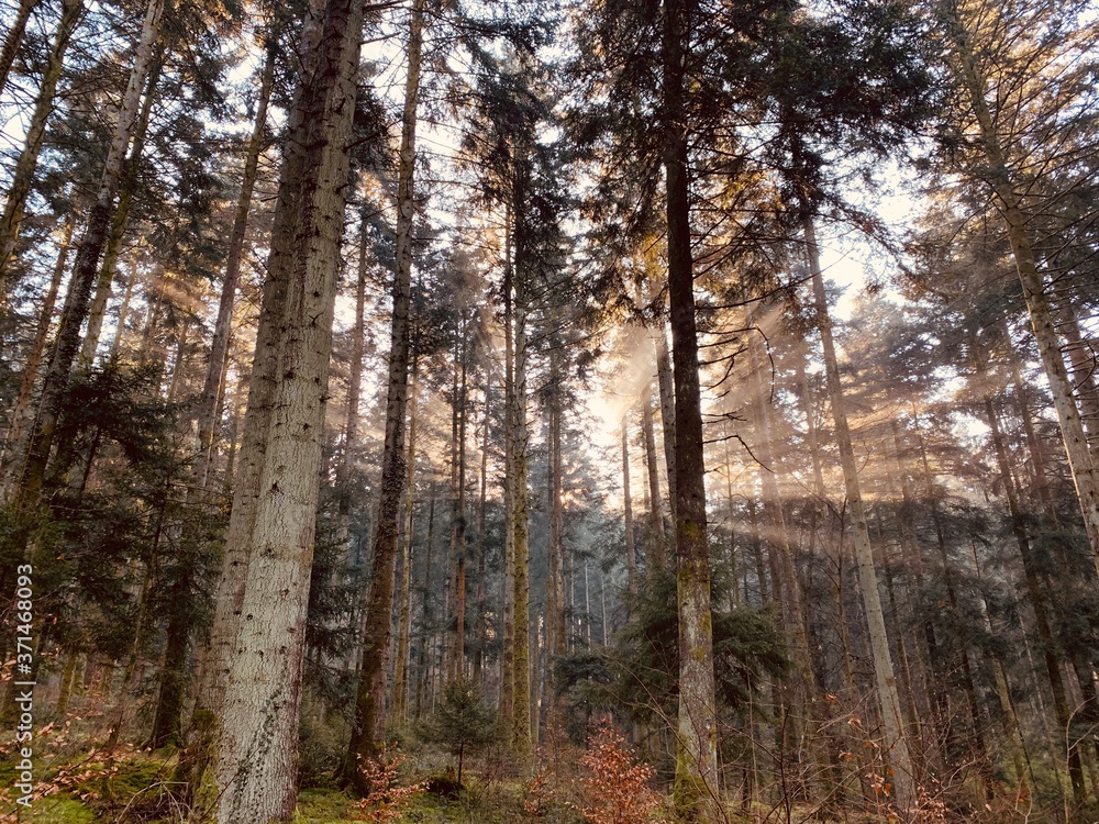 forest in autumn