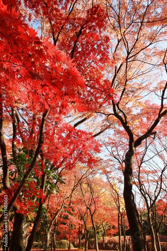 형형색색의 아름다운 가을 단풍