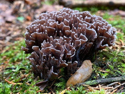 Slug next to a weird mushroom in the forest 