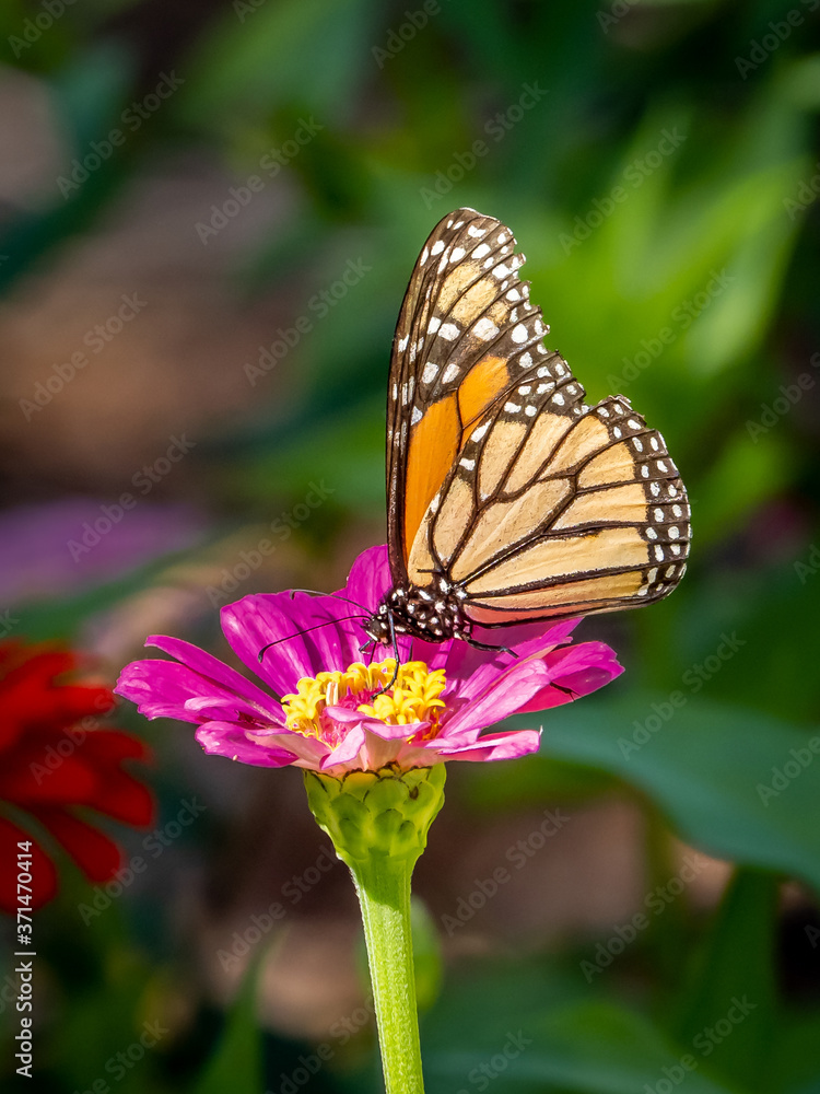 Close-up of a Monarch butterfly, Danaus plexippus, on a flower Close-up of a Monarch butterfly, Danaus plexippus, on a flower