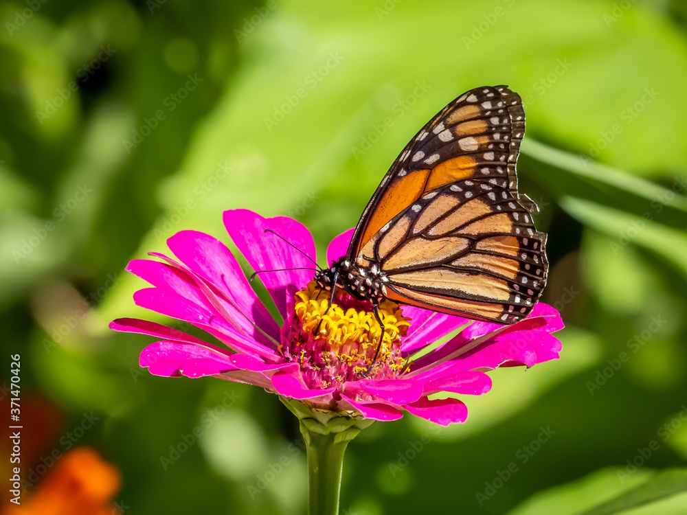 Close-up of a Monarch butterfly, Danaus plexippus, on a flower Close-up of a Monarch butterfly, Danaus plexippus, on a flower