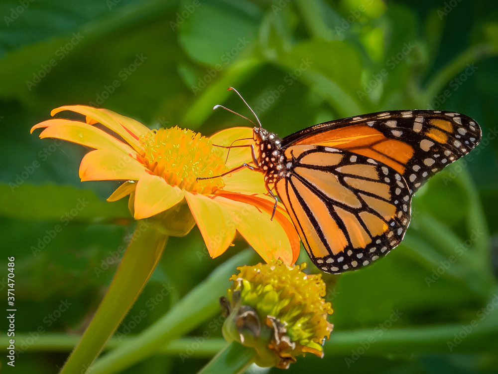 Fototapeta premium Close-up of a Monarch butterfly, Danaus plexippus, on a flower