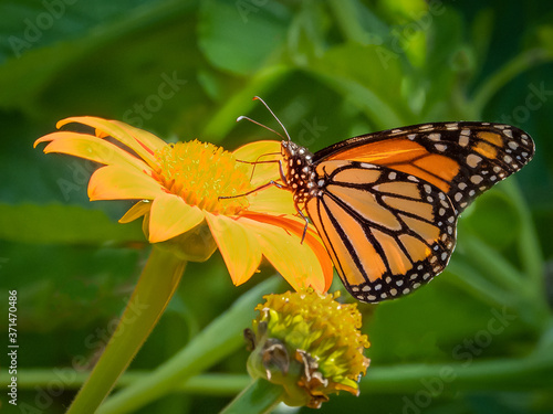 Close-up of a Monarch butterfly, Danaus plexippus, on a flower © Jim Schwabel