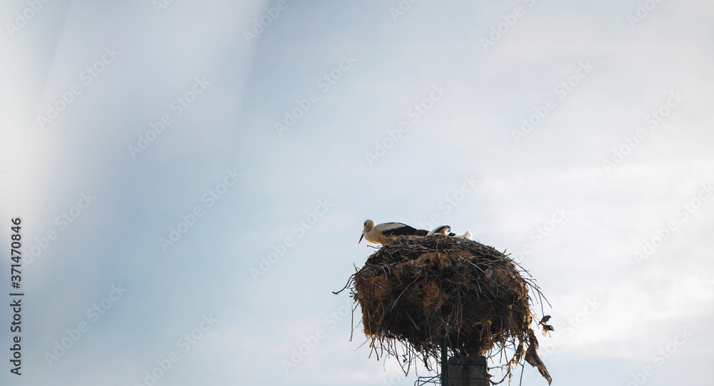 Stork with chickens in the nest at the top of the pole or tree in the village. Storks are large, long-legged, long-necked wading birds with long, stout bills family called Ciconiidae Ciconiiformes