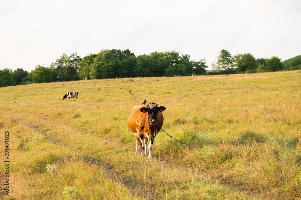 A brown cow in the middle of the field looking at the camera. Selective focus 