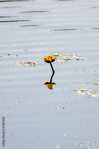 Yellow water lily poking out of the surface of the water on Hickey Lake in Duck Mountain Provincial Park, Manitoba, Canada
