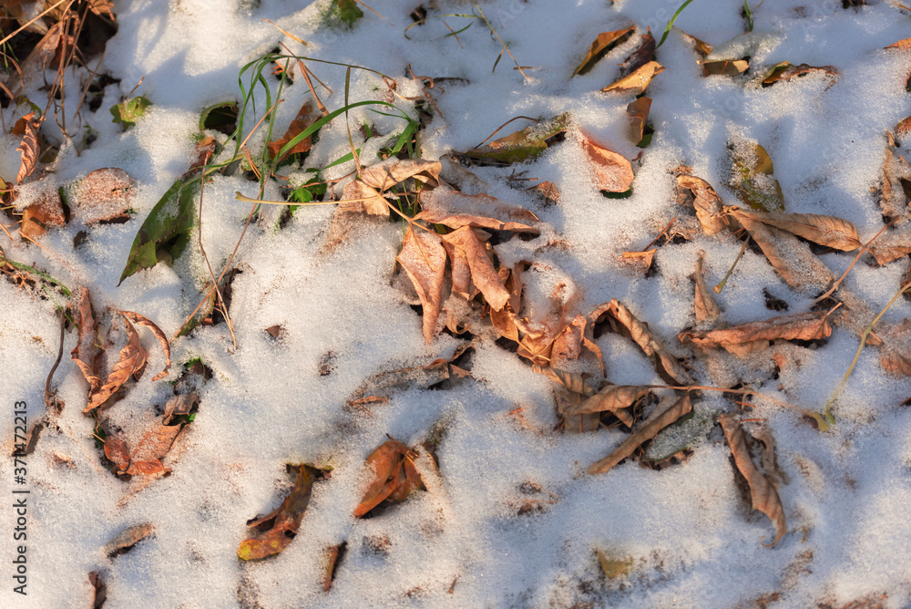 Autumn leaves and green grass under the snow