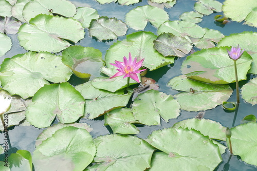 Beautiful pink water lily with green leaves in the pond.