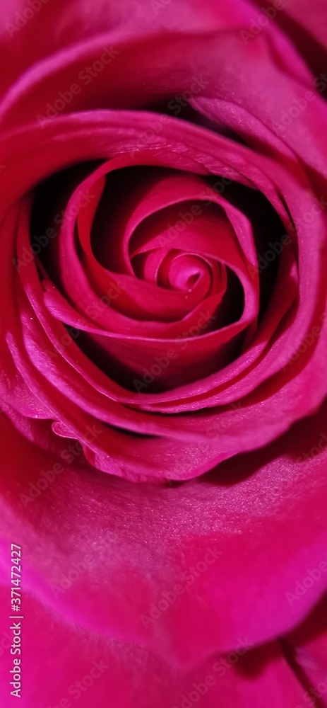 pink rose close up