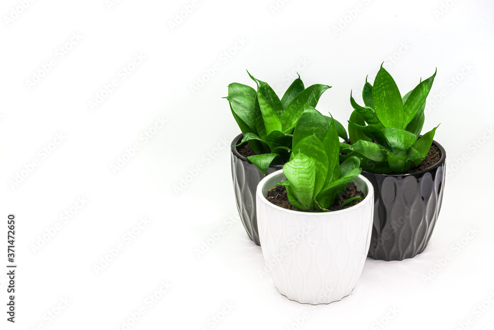 three green plants sanseviera in a pots side view three green plants sanseviera in a pots side view