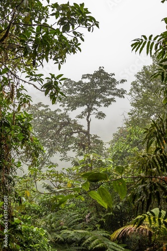 Rain Forest in Costa Rica. View of the Vegetation in the Costa Rica Rainforest during the Green Season.