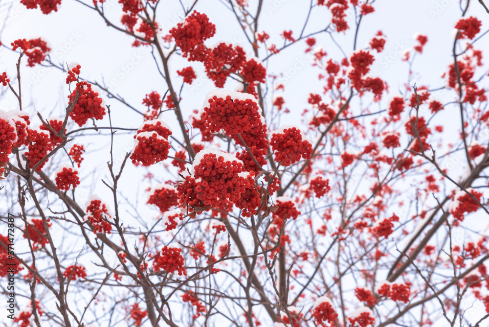 Bunches of mountain ash on branches under the snow Bunches of mountain ash on branches under the snow