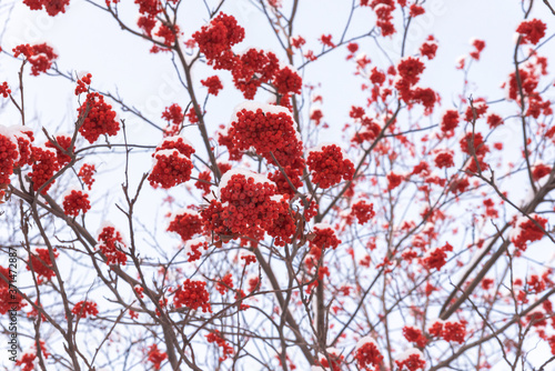 Bunches of mountain ash on branches under the snow