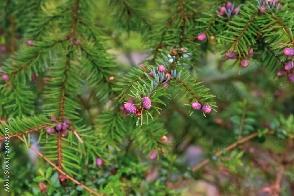 Abstract background with young prickly spruce cones on a branch