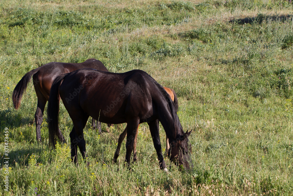 horses graze on a field in the steppe horses graze on a field in the steppe