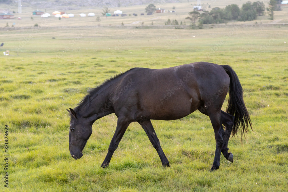 a black horse grazing in a meadow a black horse grazing in a meadow