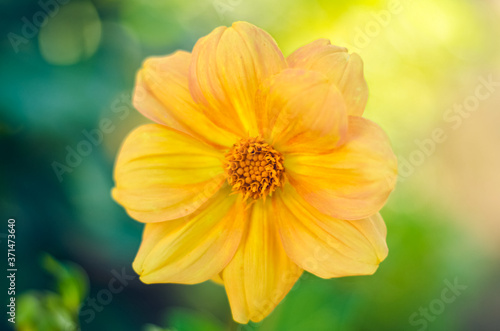 orange flower on green blury background with beautifull bokeh