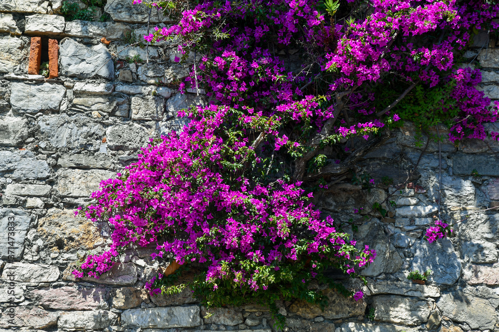 Close-up of an old stone wall with a climbing plant of bougainvillea in bloom, Liguria, Italy