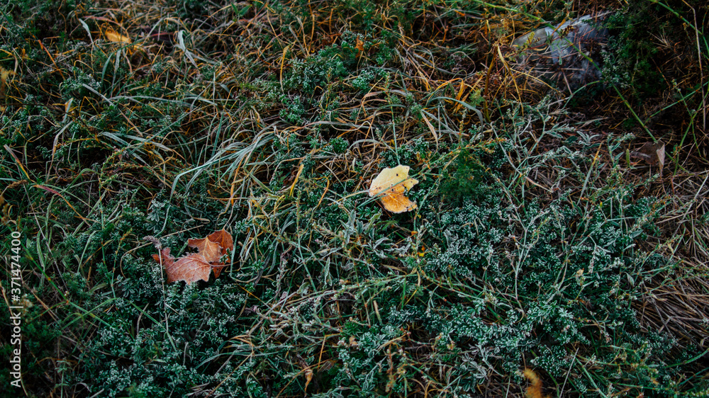 autumn leaves on the grass on the first autumn frost autumn leaves on the grass on the first autumn frost