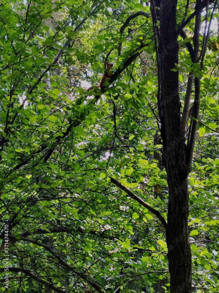 green leaves in the forest