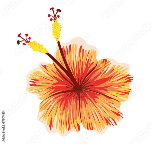 orange hawaiian flower painting design, natural floral nature plant ornament garden decoration and botany theme Vector illustration