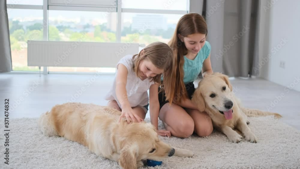 Kids playing with dogs lying on a floor, golden retriever breed Kids playing with dogs lying on a floor, golden retriever breed