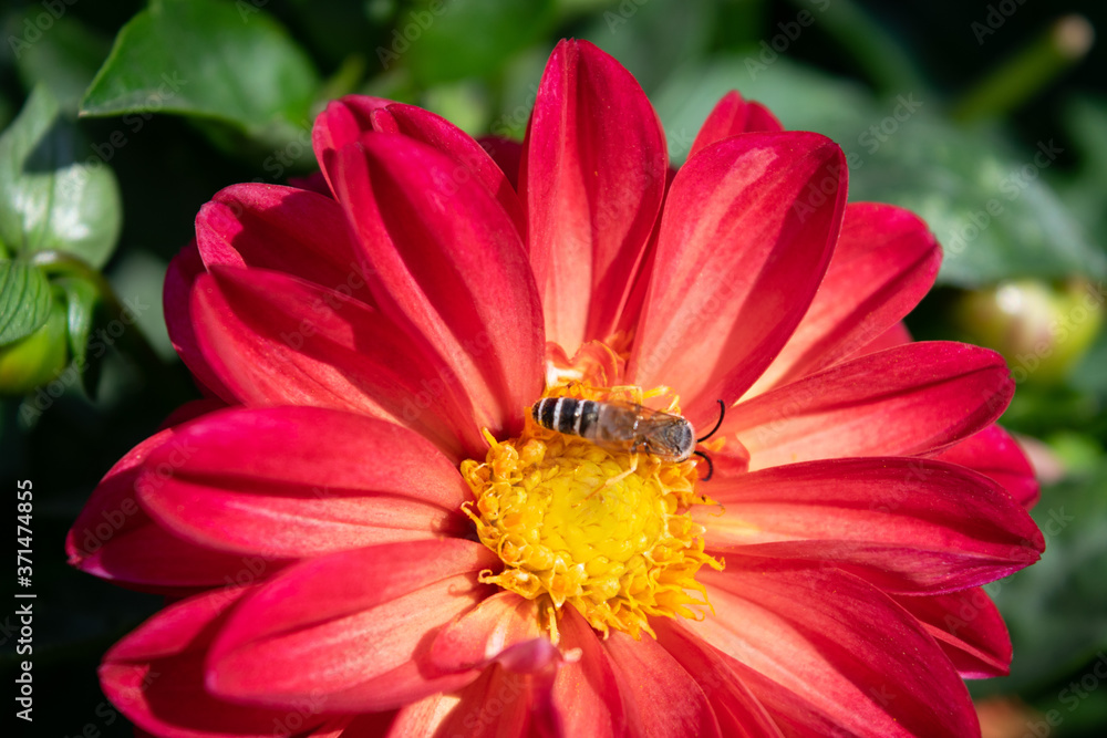 bee on flower bee on flower