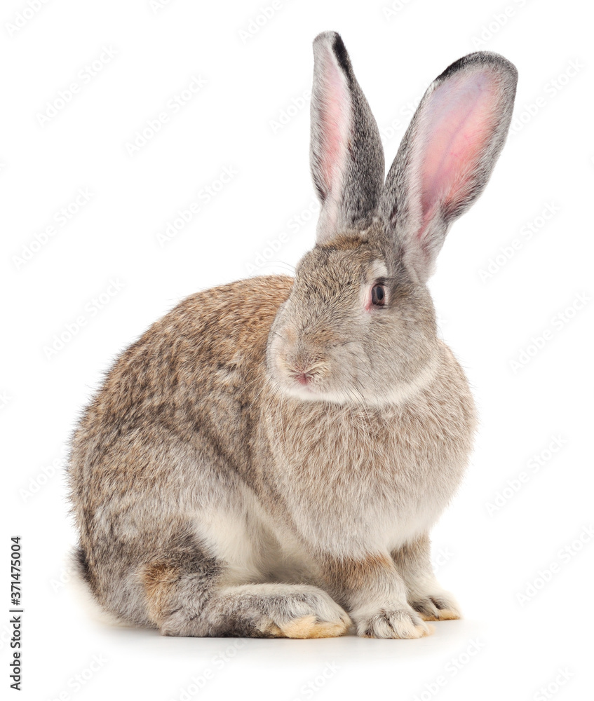 Obraz premium Gray rabbit isolated.
