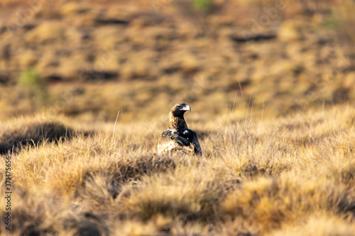 Wallpaper Mural Wedged-tail Eagle Australia Wildlife Torontodigital.ca