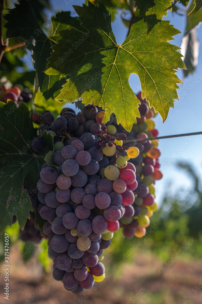Naklejka premium Grapes ready to harvest, for wine production in Corsica, France