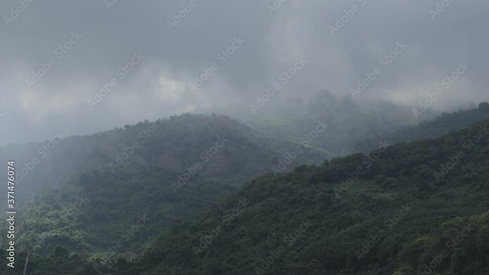 the fog forest before sunrise. Pine tree in the Thailand national park . the fog forest before sunrise. Pine tree in the Thailand national park .