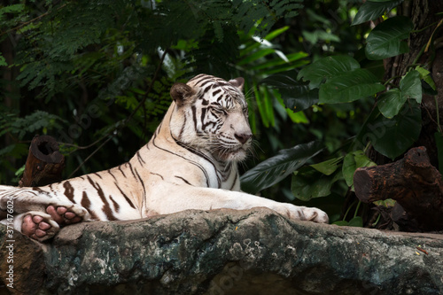 Close up of beautiful white bengal tiger lying on stone in wildlife