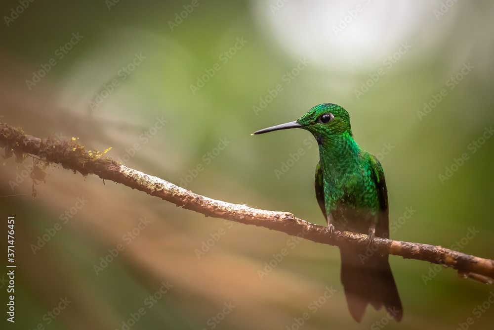 Fototapeta premium Hummingbird in a Branch. Green Hummingbird in a Branch, in Costa Rica