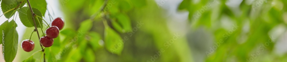 Fototapeta Fresh ripe cherry on nature background. Selective focus. Banner for designe site.
