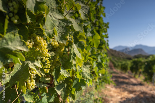 Grapes ready to harvest  for wine production in Corsica  France