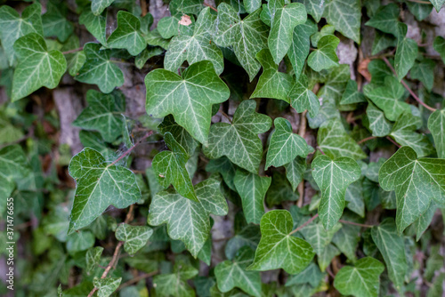 Wallpaper Mural Lierre Torontodigital.ca