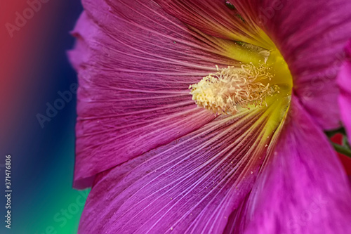  macro of flowers  made in different gardens