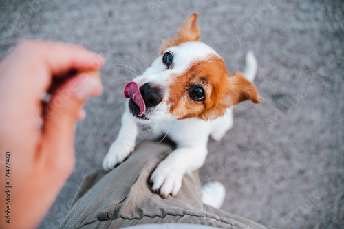 cute small jack russell terrier dog standing on two paws asking for treats to owner Fototapet