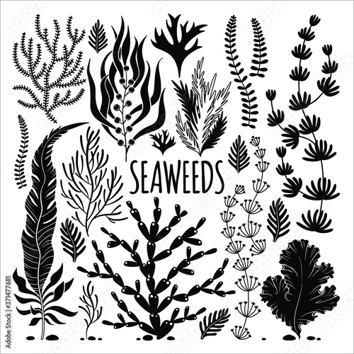 A vector set of hand drawned black-and-white silhouettes of seaweed.
