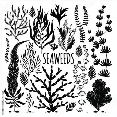 A vector set of hand drawned black-and-white silhouettes of seaweed. photo