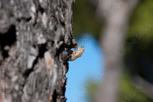 Athens, Greece, August 2020: Cicada ον Pine tree bark 