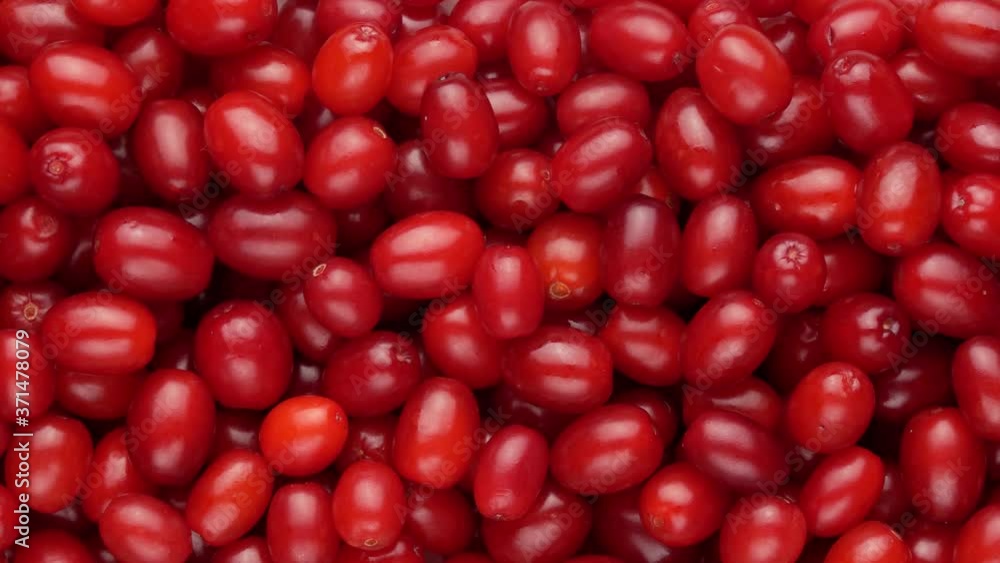Dogwood berries are ripe, top view. Dogwood berries are ripe, top view.