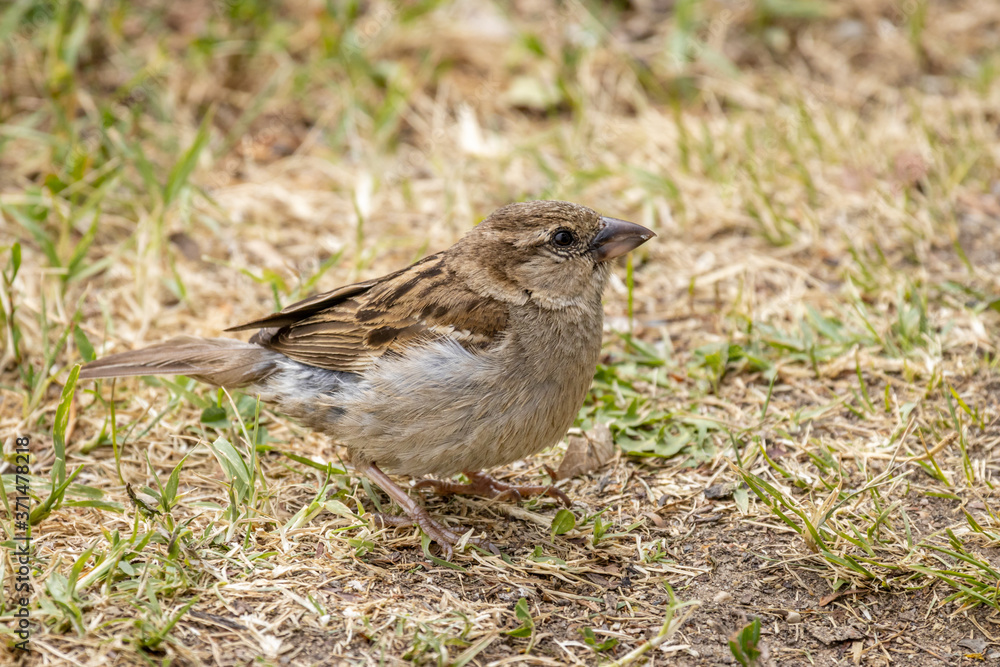 House sparrow (Passer domesticus) House sparrow (Passer domesticus)